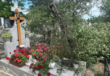 Prinși la furat de vișine, în cimitir!