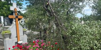 Prinși la furat de vișine, în cimitir!