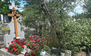 Prinși la furat de vișine, în cimitir!