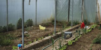 Pregătirea solarului toamna: plan complet pentru culturile de sezon rece