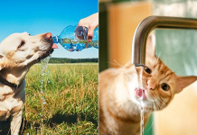 Și animalele de companie au nevoie de o atenție specială în zilele caniculare