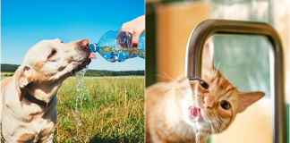 Și animalele de companie au nevoie de o atenție specială în zilele caniculare