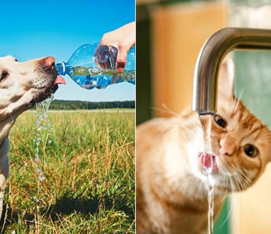 Și animalele de companie au nevoie de o atenție specială în zilele caniculare