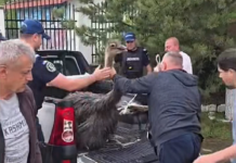 Struții de la ferma de lângă Vasluiul au plecat iar la plimbare pe străzi. Jandarmii au intervenit