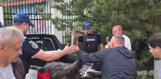 Struții de la ferma de lângă Vasluiul au plecat iar la plimbare pe străzi. Jandarmii au intervenit