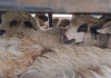 50 de ovine transportate ilegal confiscate în comuna Tutova. Alertă a autorităților sanitar-veterinare