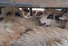 50 de ovine transportate ilegal confiscate în comuna Tutova. Alertă a autorităților sanitar-veterinare