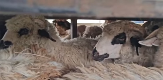 50 de ovine transportate ilegal confiscate în comuna Tutova. Alertă a autorităților sanitar-veterinare