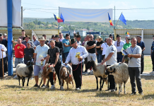 Cele mai frumoase exemplare de cai, oi, capre, vaci și câini de rasă, la ediția a 18-a a Expo Zoo Vaslui