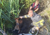 Mânz salvat de pompieri dintr-un șanț plin cu apă și noroi, în zona Delea, Vaslui