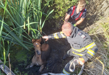 Mânz salvat de pompieri dintr-un șanț plin cu apă și noroi, în zona Delea, Vaslui