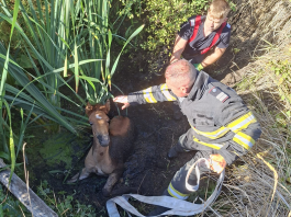 Mânz salvat de pompieri dintr-un șanț plin cu apă și noroi, în zona Delea, Vaslui