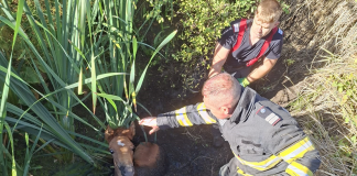 Mânz salvat de pompieri dintr-un șanț plin cu apă și noroi, în zona Delea, Vaslui