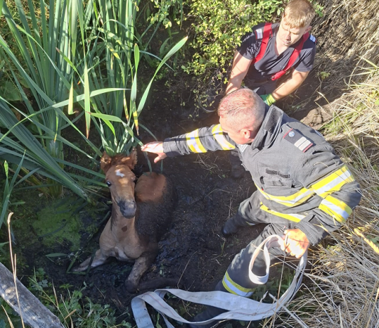 Mânz salvat de pompieri dintr-un șanț plin cu apă și noroi, în zona Delea, Vaslui
